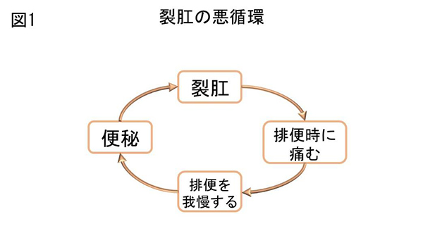 図1 裂肛の悪循環