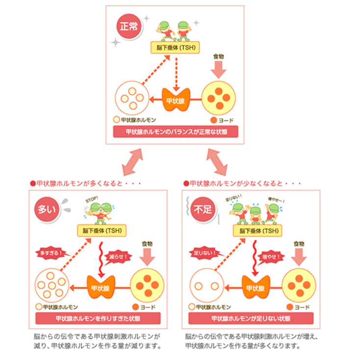 甲状腺ホルモンの調節