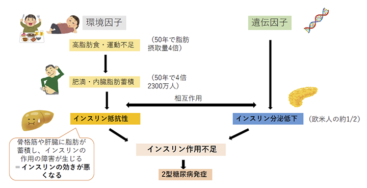 図2　日本における2型糖尿病増加の要因