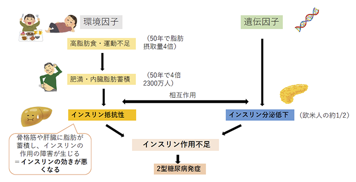 図2 日本における2型糖尿病増加の要因